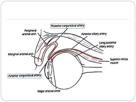 Anatomy of uvea tract(iris, ciliary body and choroid) | PPTX