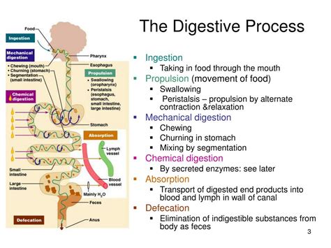 Digestive System Process Step by Step 的图像结果