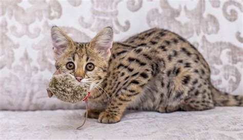 Savannah Cat Price - How much does a Savannah cat cost?