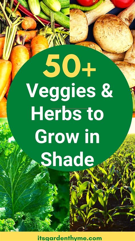 Shade-friendly Vegetables and Herbs for Your Garden