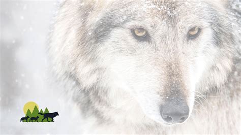 Visit the Endangered Wolf Center | Book Tickets Today
