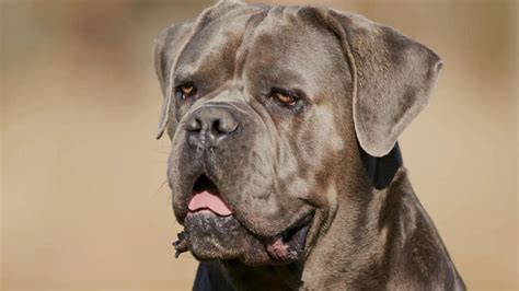 Cane Corso Tibetan Mastiff Mix at Betty Love blog