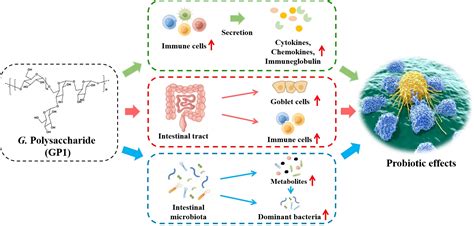 Glycyrrhiza uralensis Polysaccharide Modulates Characteristic Bacteria ...