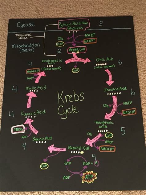 Krebs Cycle Explained Simply 的图像结果