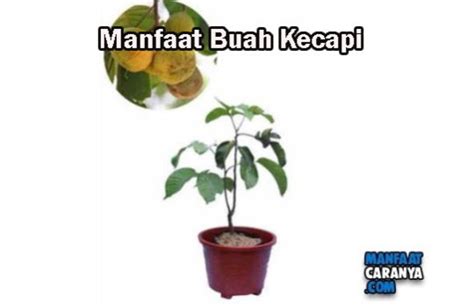 Image result for Kuning Kecapi