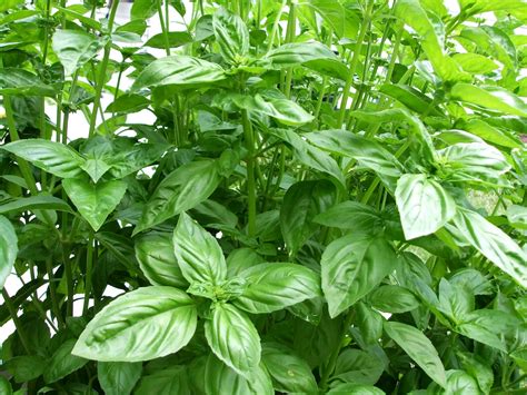 Sustenance: On Growing Basil