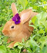 Image result for Clip Art Bunny and Flower