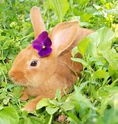 Image result for Cute Baby Bunny and Flowers