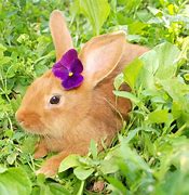 Image result for Purple Bunny Onesie