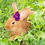 Image result for Bunnies with Flowers