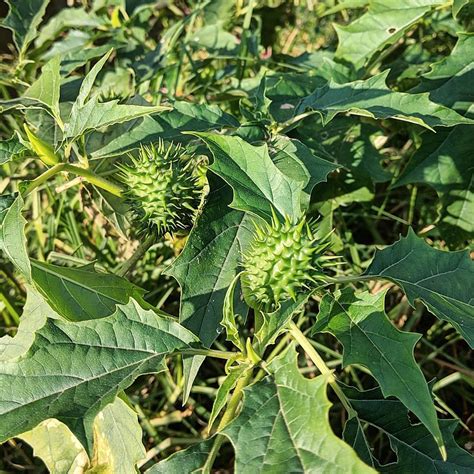 Apple Thorn Definition at Emma Gibney blog
