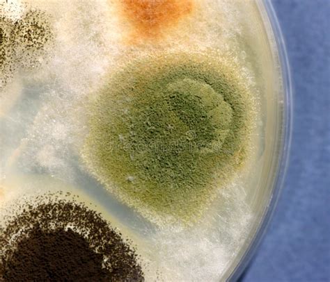 霉菌何时是有益的,何时危险且致命