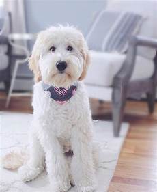16 new goldendoodle haircut guide pictures meowlogy 16 new goldendoodle haircut guide pictures goldendoodle haircuts goldendoodle goldendoodle 16 new goldendoodle haircut guide pictures meowlogy 16 new goldendoodle haircut guide pictures goldendoodle haircuts goldendoodle goldendoodle