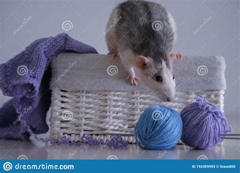 Husky Dumbo Rat with Knitting Stock Image - Image of handicraft, blue ...
