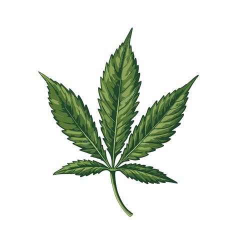 Marijuana Leaf Icon Png