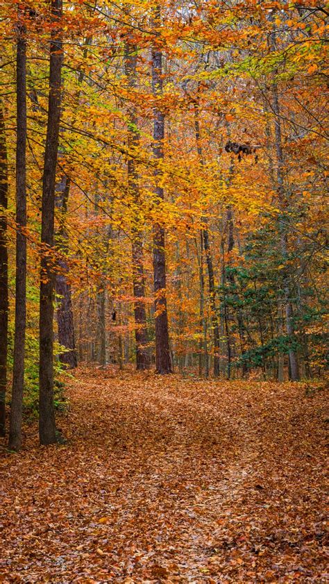 Download wallpaper 800x1420 forest, trees, fallen leaves, landscape ...