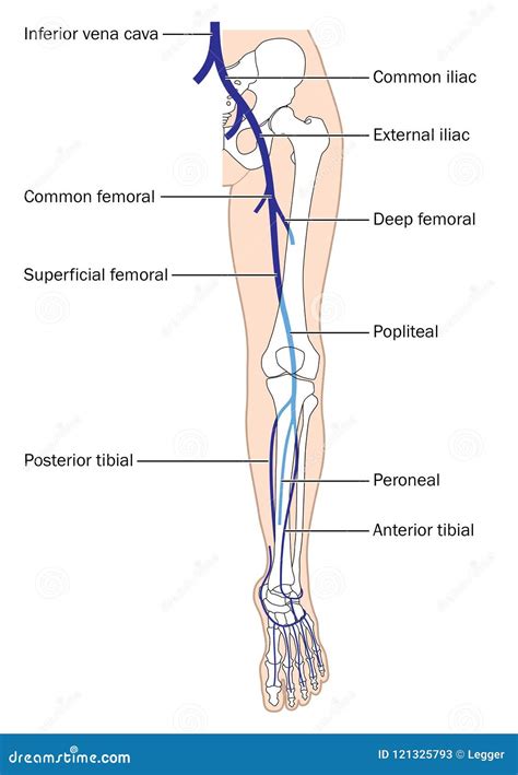 Main veins of the leg stock vector. Illustration of blood - 121325793