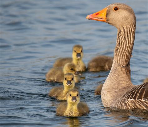 Goose And Goslings