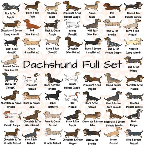 25 Colors And Patterns Of A Dachshund That You Never Knew Existed - The ...