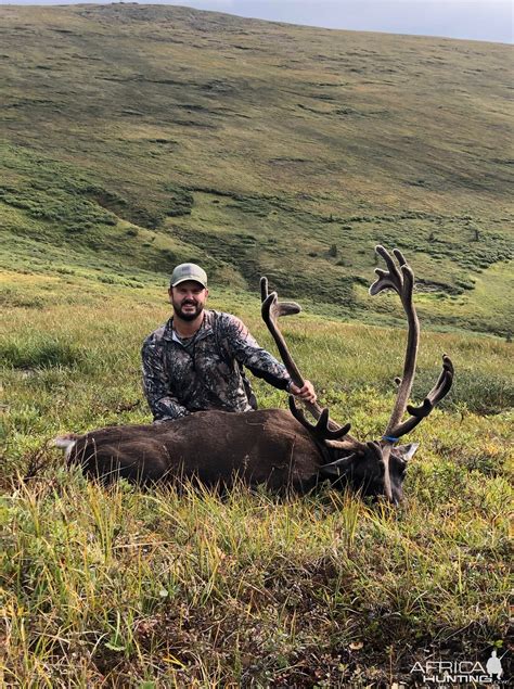 Alaska USA Hunt Caribou | AfricaHunting.com