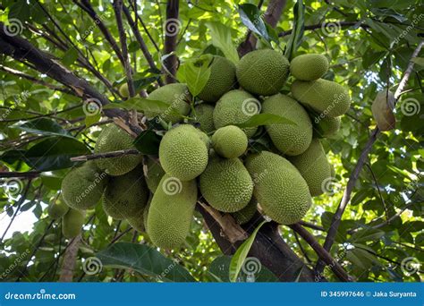 Cempedak Or Artocarpus Integer, Sweet Tropical Fruits, Same Genus As Jackfruit. It Is Native ...