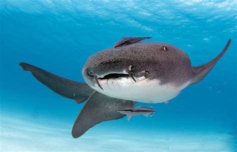 Nurse Shark Bite