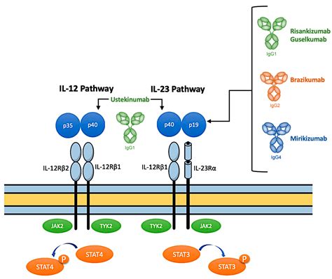 JCM | Free Full-Text | The Role of IL-23 Inhibitors in Crohn’s Disease