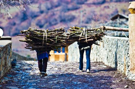 过去农村人到了冬天农闲季节都要上山砍柴，砍柴也是一门技术活！__凤凰网