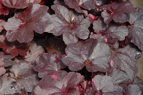 Heuchera Midnight Rose - Pépinière Locas