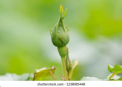 Image result for Rosebud Side View