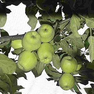 Royal Paradise Garden Rare Apple " HRMN 99" Exotic 10 Fruit Seeds for ...