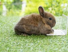Image result for Baby Rabbit Template