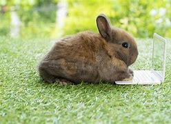 Image result for Baby Rabbit Screaming
