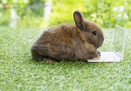 Image result for Fluffy Baby Newborn Bunnies