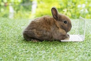 Image result for Sleeping Baby Rabbit Drawing