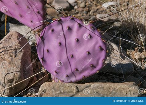 Opuntia Macrocentra, Purple Prickly Pear Cactus Royalty-Free Stock ...