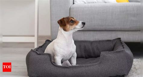 Best Large Dog Beds: Comfort & Support for Your Furry Friend - The ...