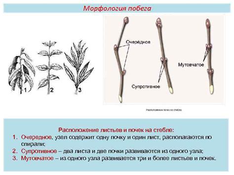 Листорасположение с примерами таблица