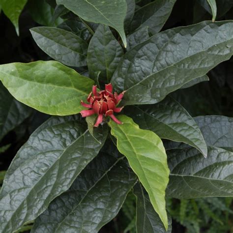 Calycanthus Floridus Michael Lindsay Sweet Shrub | SiteOne