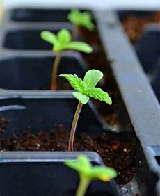 hanf stecklinge machen indoor grow manual 1000seeds hanf stecklinge machen indoor grow manual 1000seeds