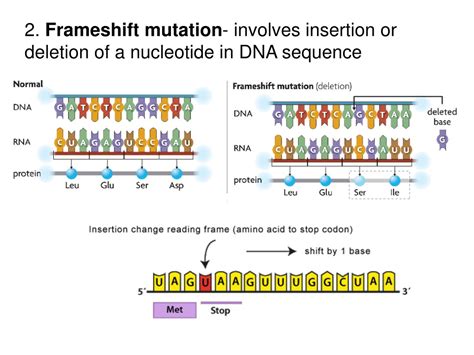 PPT - UNIT 5 Protein Synthesis PowerPoint Presentation, free download ...