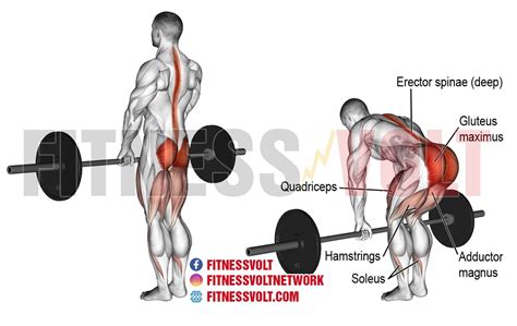 Barbell Romanian Deadlift: Boost Quadriceps & Calves Effectively ...