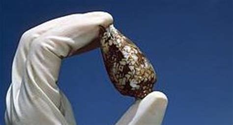 Image result for Cone Shell Venom
