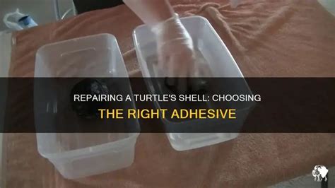 Image result for How to Fix a Broken Turtle Shell