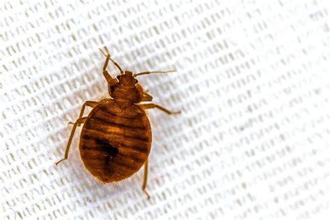 What Attracts Bed Bugs? – Beezzly
