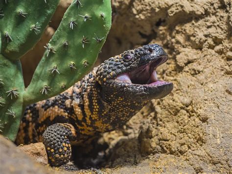 Gila Monster Venom Gland