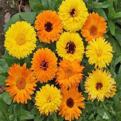 Buy Calendula Seeds online | Best Calendula Seeds in India - TrustBasket