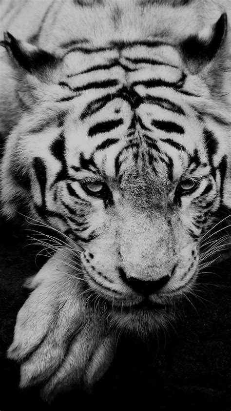 Black And White Tigers Wallpapers - Wallpaper Cave