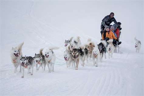 Dog sledding in Greenland - Greenland Travel EN