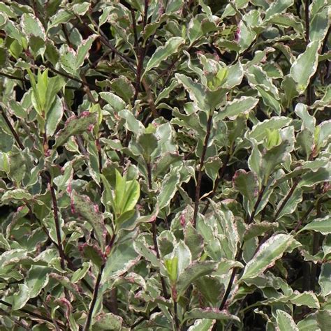 Buy kohuhu Pittosporum tenuifolium 'Elizabeth': Delivery by Waitrose Garden